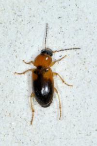 <i>Stenolophus teutonus</i>