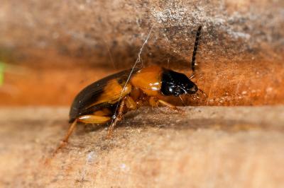 <i>Stenolophus teutonus</i>