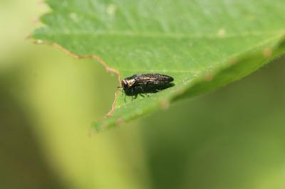 <i>Agrilus</i>