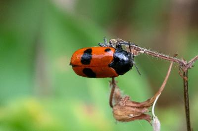<i>Clytra laeviuscula</i>