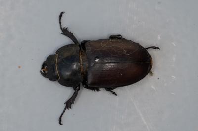 <i>Lucanus cervus</i>