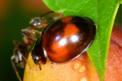 <i>Exochomus quadripustulatus</i>