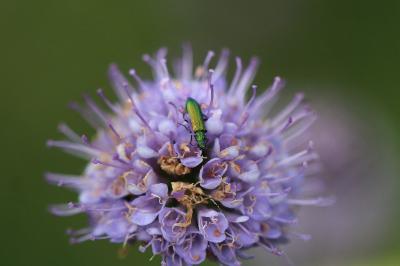 <i>Psilothrix viridicoerulea</i>