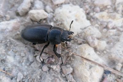 <i>Lucanus cervus</i>