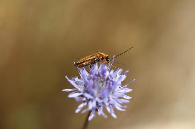 <i>Oedemera podagrariae</i>