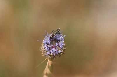 <i>Oedemera flavipes</i>