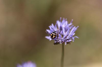 <i>Coccinula quatuordecimpustulata</i>