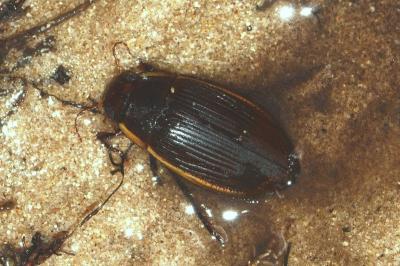 <i>Dytiscus semisulcatus</i>