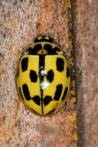 <i>Propylea quatuordecimpunctata</i>
