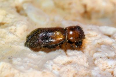 <i>Scobicia chevrieri</i>