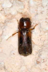 <i>Scobicia chevrieri</i>