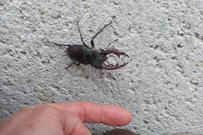 Lucanus cervus cervus