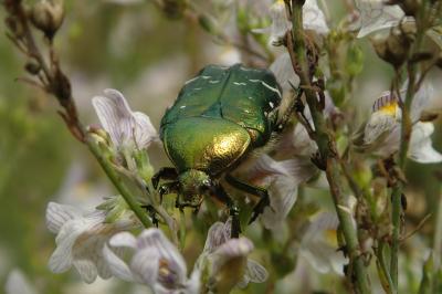 Cetonia aurata