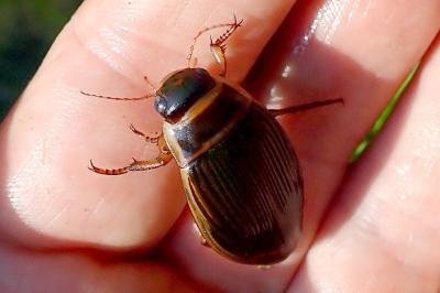 Dytiscus marginalis