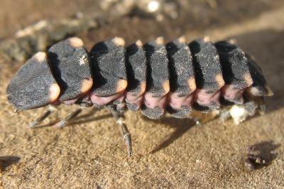 <i>Lampyris</i>