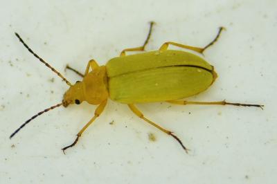 <i>Cteniopus sulphureus</i>