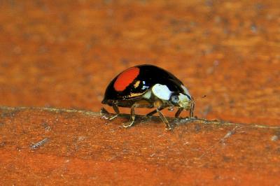 <i>Harmonia axyridis</i>