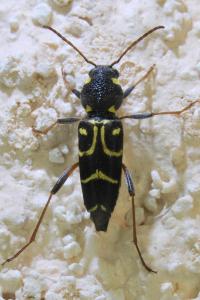 <i>Xylotrechus antilope</i>