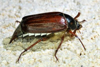 Melolontha melolontha