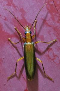 <i>Nacerdes carniolica</i>