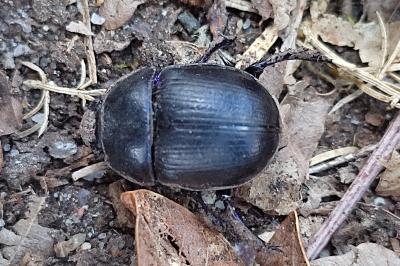 <i>Anoplotrupes stercorosus</i>