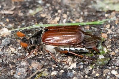 Melolontha melolontha