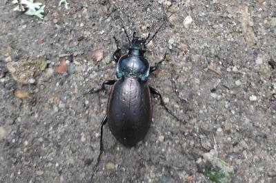 <i>Carabus nemoralis</i>