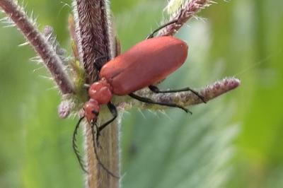 <i>Pyrochroa serraticornis</i>