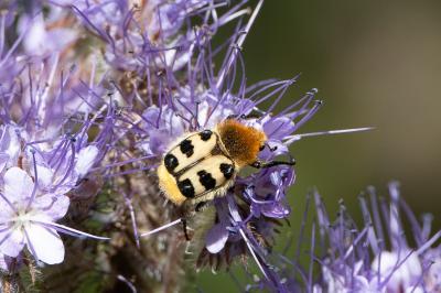 <i>Trichius</i>