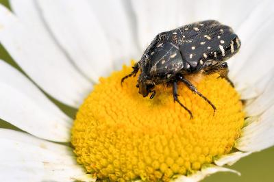<i>Oxythyrea funesta</i>