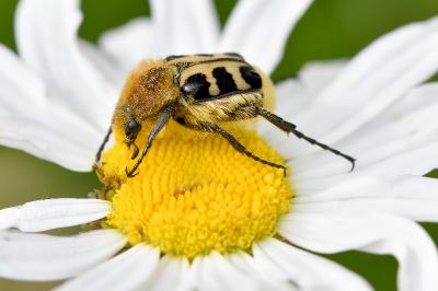 <i>Trichius gallicus</i>