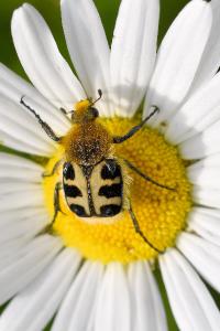 <i>Trichius gallicus</i>