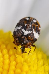 <i>Anthrenus</i>