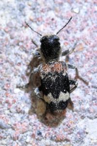 <i>Clerus mutillarius</i>