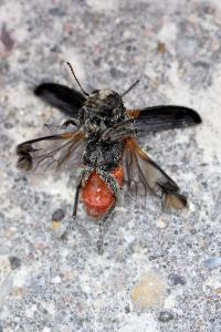 <i>Clerus mutillarius</i>