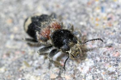 <i>Clerus mutillarius</i>