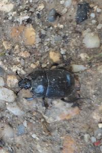 <i>Anoplotrupes stercorosus</i>
