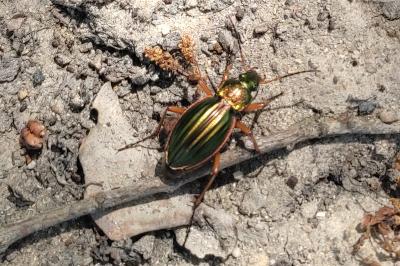 <i>Carabus auratus</i>