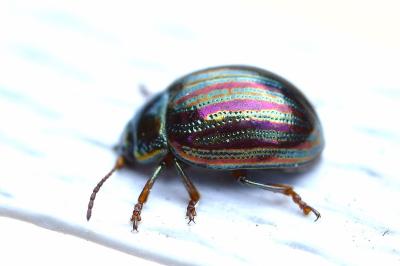 Chrysolina americana