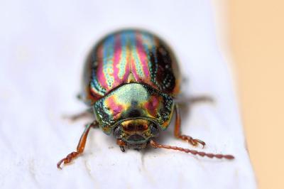 <i>Chrysolina americana</i>