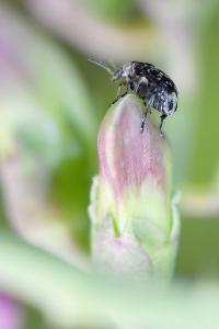 <i>Bruchus</i>