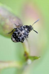 <i>Bruchus</i>