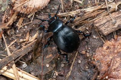 <i>Timarcha tenebricosa</i>