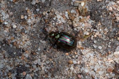 Chrysolina americana