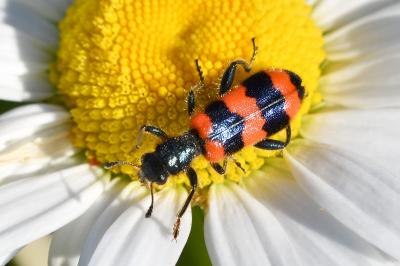 <i>Trichodes apiarius</i>
