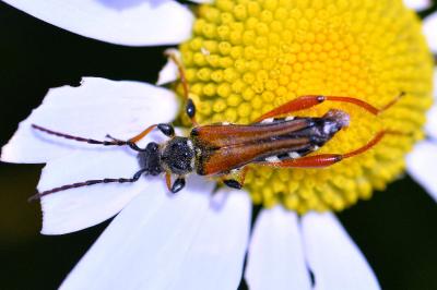 <i>Stenopterus rufus</i>