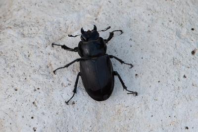 <i>Lucanus cervus</i>
