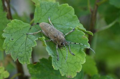 <i>Saperda carcharias</i>