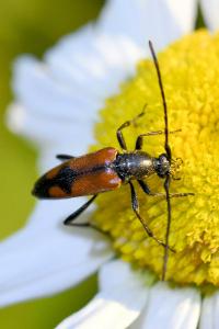 <i>Stenurella bifasciata</i>