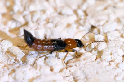<i>Paederus littoralis</i>